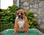 Engleski Buldog 